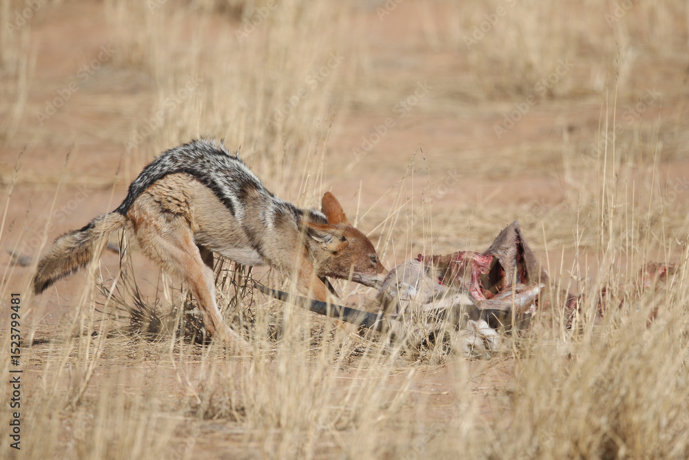Fototapeta premium Black-backed jackal scavenging meat from a carcass in the Kalahari Desert