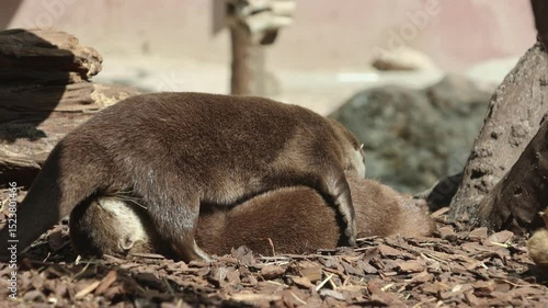 Otters cuddling on the ground