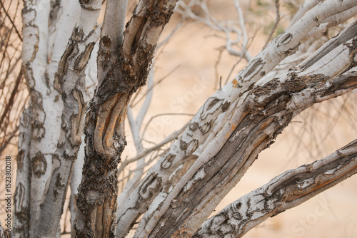 Details of interesting branches of tree