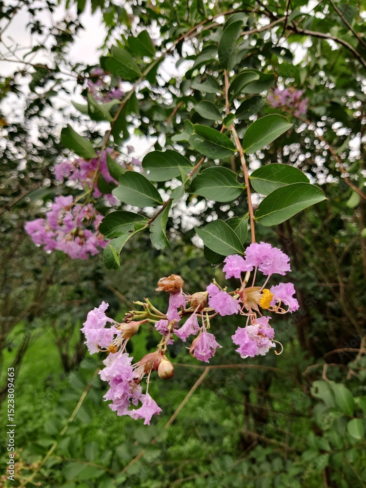 Fototapeta premium pink and white flowers