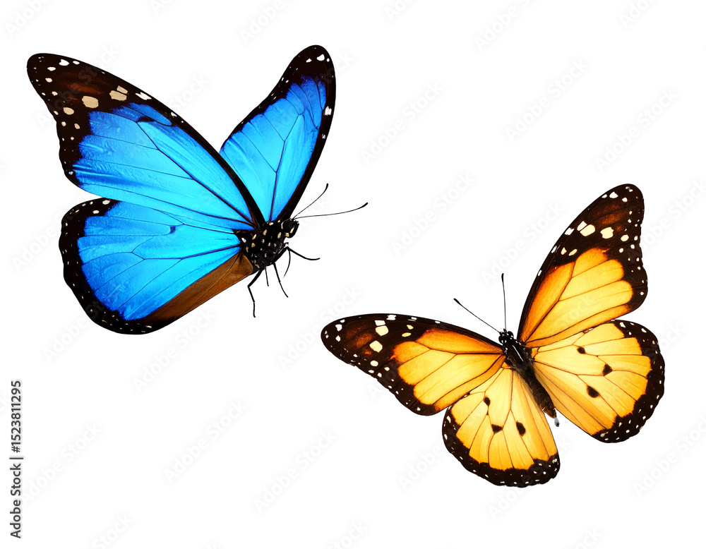 Obraz premium Colorful butterflies in vibrant hues flying gracefully.
