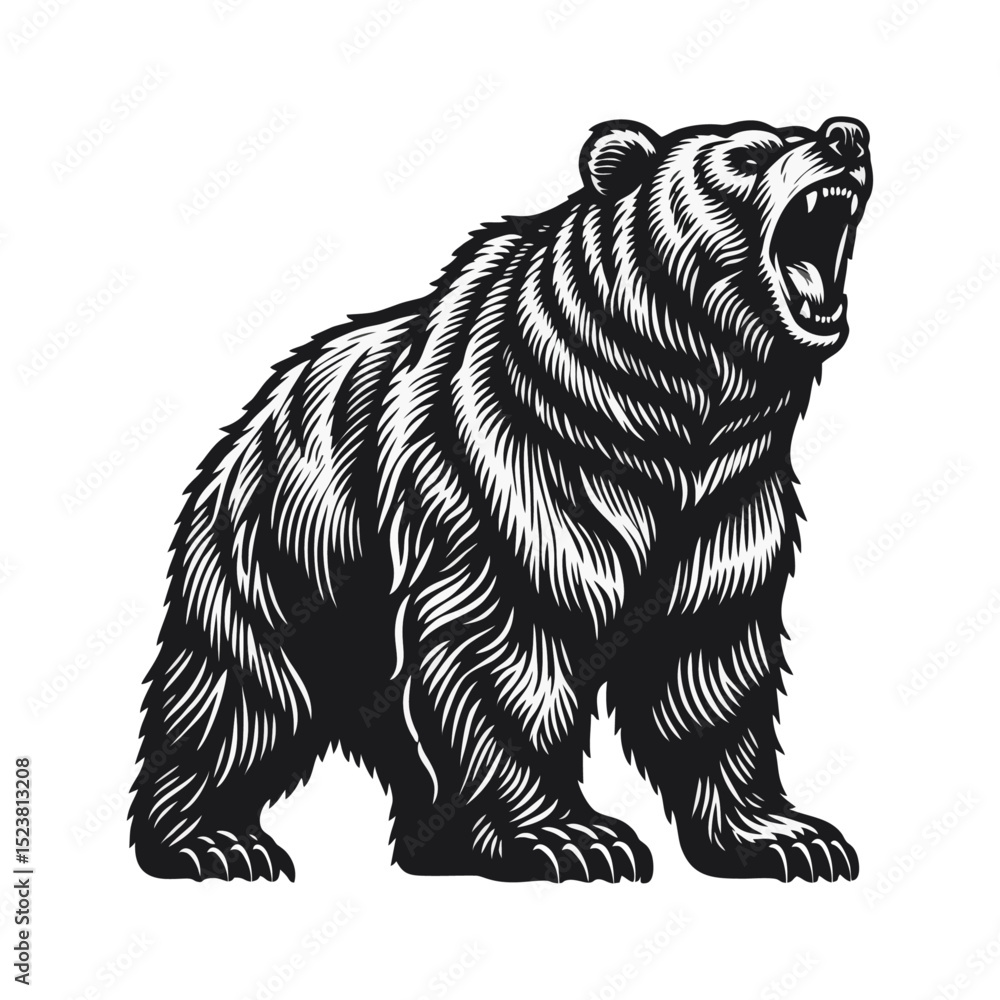 Obraz premium Bear Roaring Engraving black white
