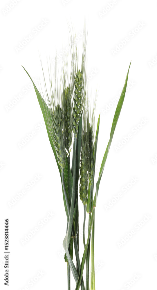 Beautiful green wheat spikes isolated on white Beautiful green wheat spikes isolated on white