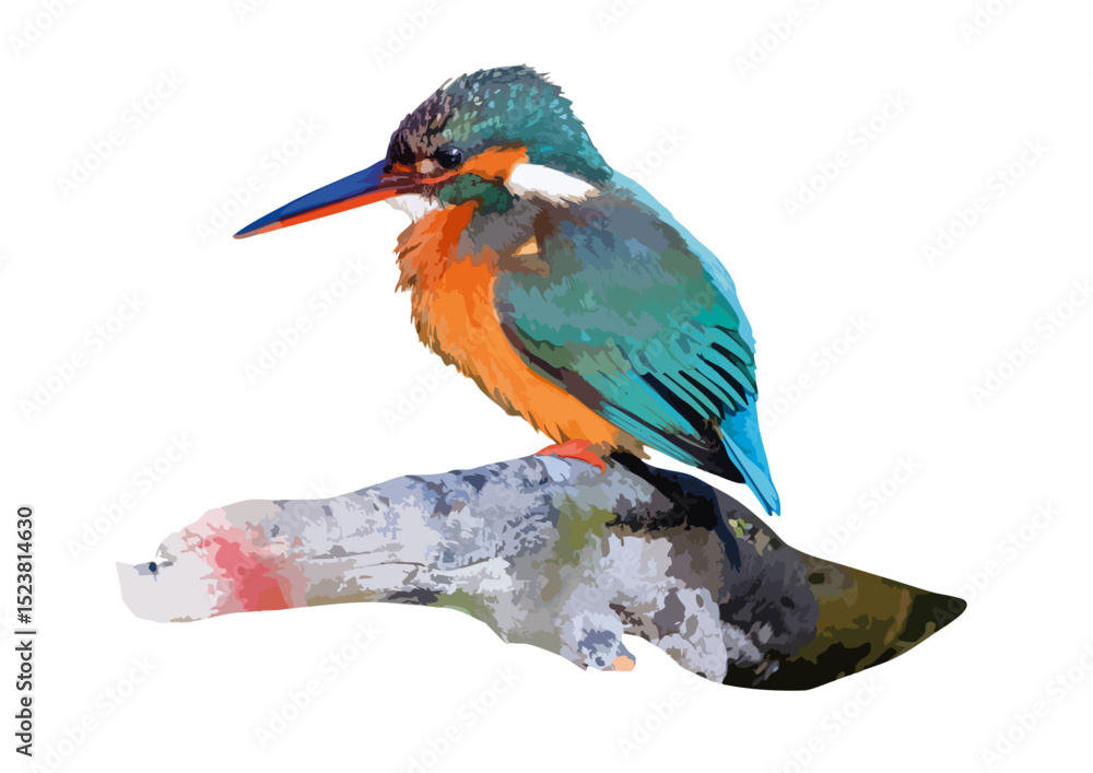 Fototapeta premium カワセミ