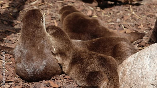 Otters cuddling on the ground