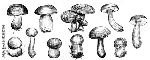 Set of vector illustrations of edible mushrooms. Boletus, birch boletus, moss boletus. Hand-drawn food illustrations. Sketches of forest plants. Perfect for recipes, menus, and packaging.