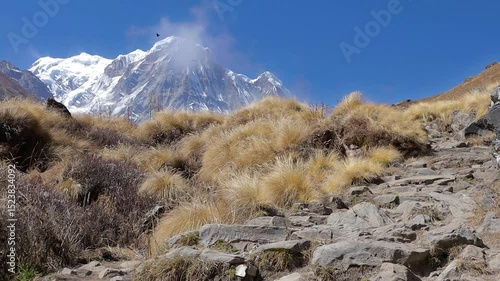 Rocky Mountain Trail Leading to Snow-Capped Mount Annapurna south peak of  Himalaya under Clear Blue Sky. Dry grassland swaying in wind. Annapurna base camp trek in nepal