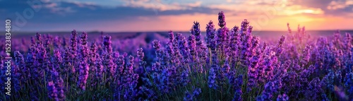 Peaceful mindset with rest, balance and self journey concept. Vibrant lavender field at sunset creating a serene atmosphere.