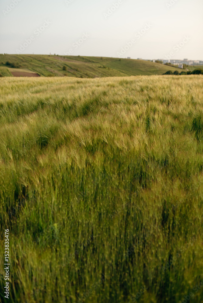 Obraz premium A wide wheat field with golden and green ears sways in the gentle breeze. The landscape embodies peace, fertility, and the summer harmony of nature.