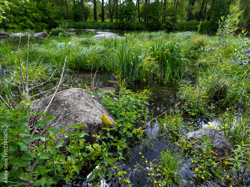 Quadro em tela A small stream running through a lush green forest filled with tall grass and fl