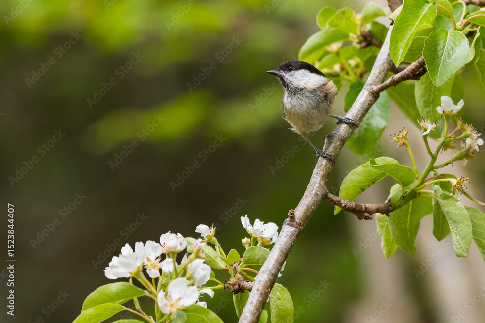 Obraz premium Willow Tit, Poecile montanus, in pear tree, Dumfries & Galloway, Scotland