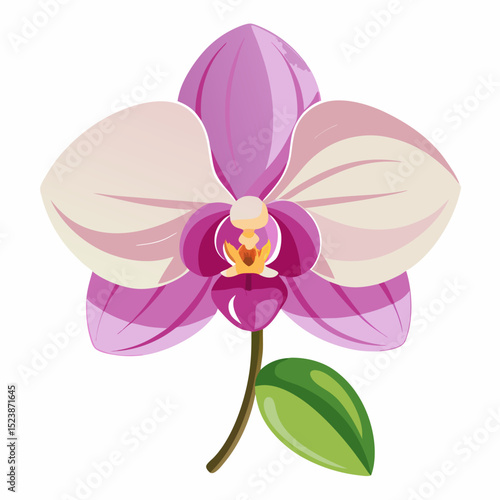 phalaenopsis orchid isolated on white background