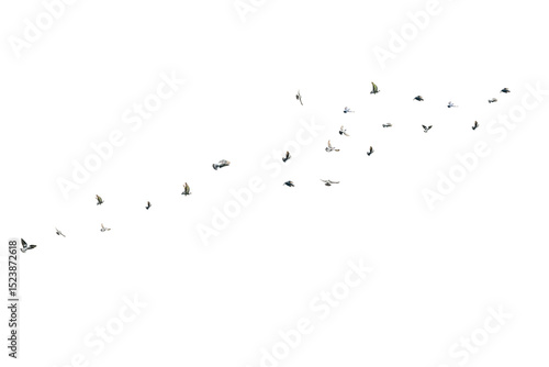 flock of birds/A flock of birds is flying freely through the sky, isolated against a clean white background, symbolizing freedom and graceful motion.
