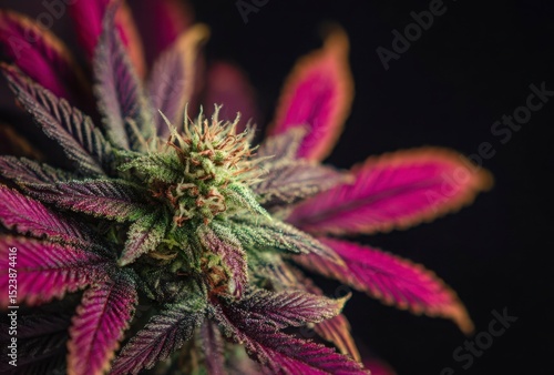 Wallpaper Mural A close-up shot of the bud and leaves on an intricat Torontodigital.ca