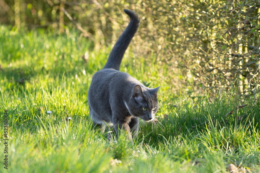 Obraz premium grey cat with green eyes in the grass 