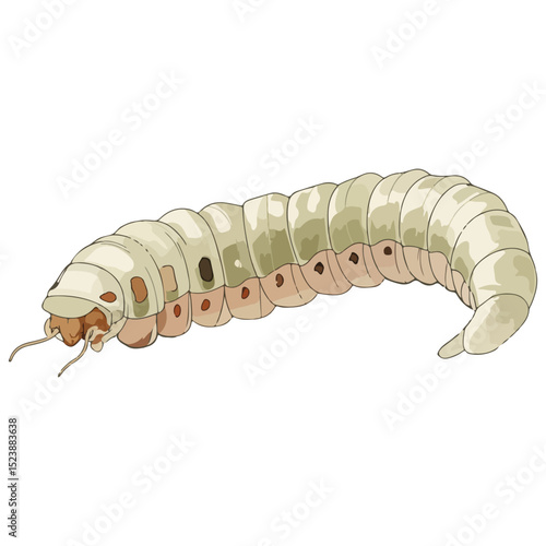 silkworm, insect, vector, transparent background, organism, bombyx mori, isolated, animal, nature