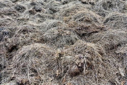 Schilderij op canvas Dry cow manure with hay residues