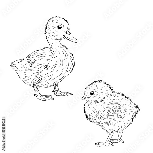 Chicken and duckling, set of baby domestic birds from a farm, black and white ink sketch. Vector illustration. Animals in rustic style, isolated on a white background. For kitchen decoration, textiles