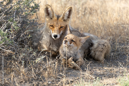 Red fox (Vulpes vulpes) female with a young resting near Xylosalsola bush (X. arbuscula) in natural steppe habitats; Betpak Dala desert