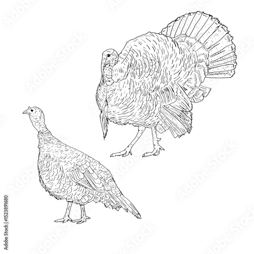 Turkey bird, a set of domestic birds from a farm, black and white ink sketch. Vector illustration. Animals in a rustic style, isolated on white background. For kitchen decoration, textiles, packaging