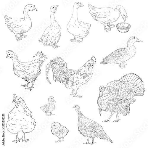 Domestic farm birds. Set, black and white ink sketch. Vector illustration. The set includes a rooster, chickens, ducks, turkeys, chickens, turkey,goose. Farm animals are isolated on a white background