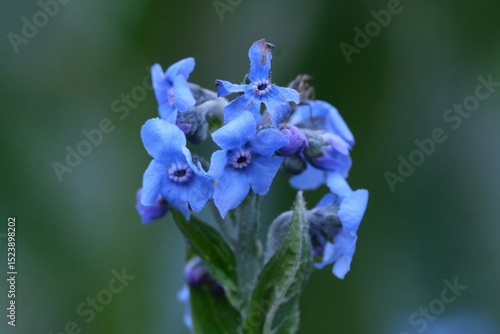Wallpaper Mural Close up of blue flowers of Cynoglossum amabile, commonly known as Chinese forget me not or hound's tongue, met on Mount Kilimanjaro Torontodigital.ca