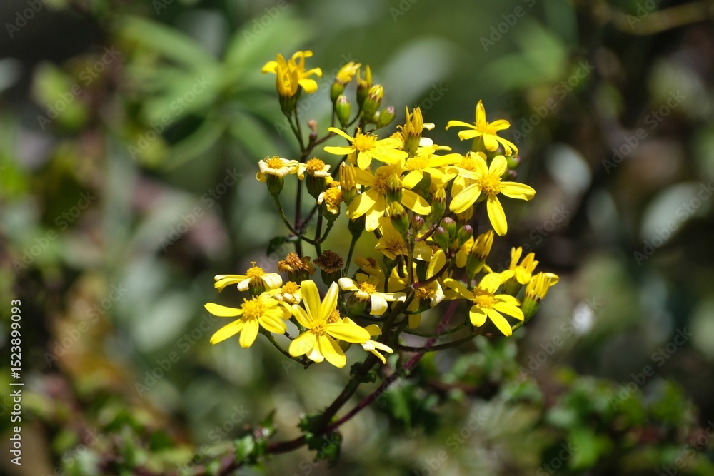 Obraz premium Close up of yellow flowers of Senecio, met on Mount of Kilimanjaro