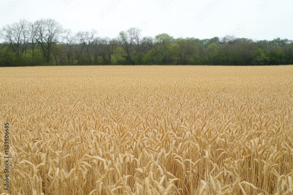 Naklejka premium Golden wheat fields stretch across the landscape under a cloudy sky