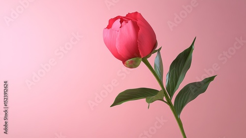 a bright pink peony on a green stem