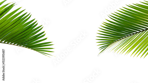 Tropical palm leaf isolated on white background for design element.