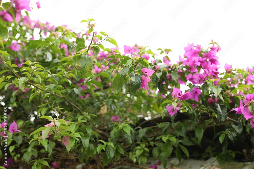 Obraz premium Bougainvillea shrub with beautiful flowers growing outdoors