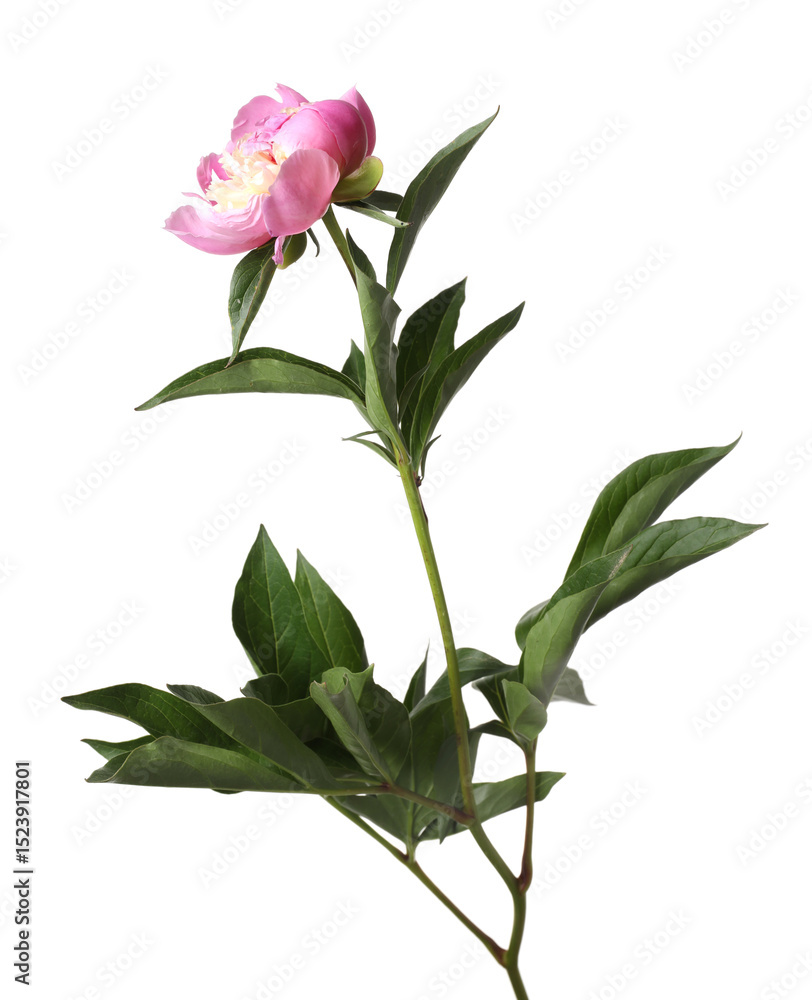 Obraz premium Beautiful pink peony flower isolated on white