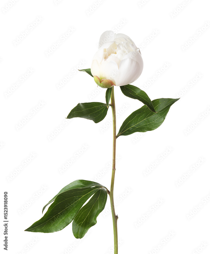 Obraz premium One beautiful peony flower with leaves isolated on white