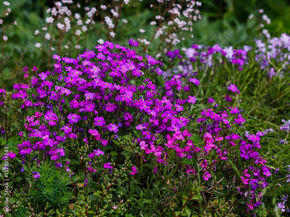 Aubrieta is a genus of flowering plants of the Cabbage family Aubrieta is a genus of flowering plants of the Cabbage family