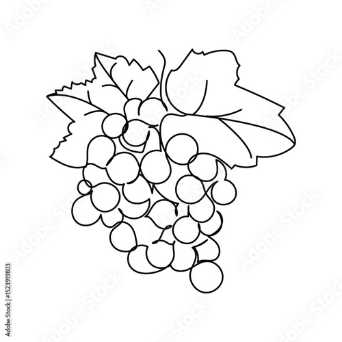 Line art of  healthy organic grapes for vineyard logo identity. Fresh tropical fruitage concept for fruit orchard garden icon.