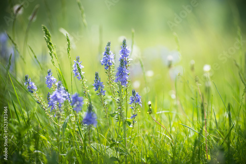 Fototapeta Naklejka Na Ścianę i Meble -  Green grass with wild blue flowers in a forest meadow at sunny day. Beautiful summer landscape.