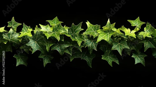 Lush green ivy leaves with prominent veins, arranged in a horizontal row against a stark black background.