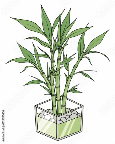 Lucky Bamboo Plant in Square Glass Vase A Guide to Care and Growth
