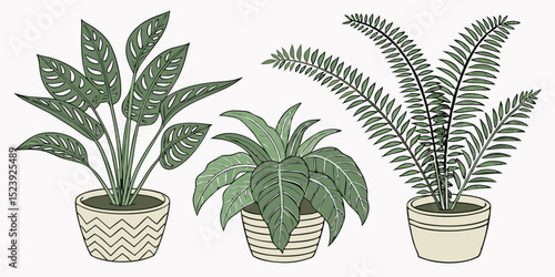 Vector Artwork of Four Indoor Ferns and Leafy Plants A Collection of Illustrated Houseplants