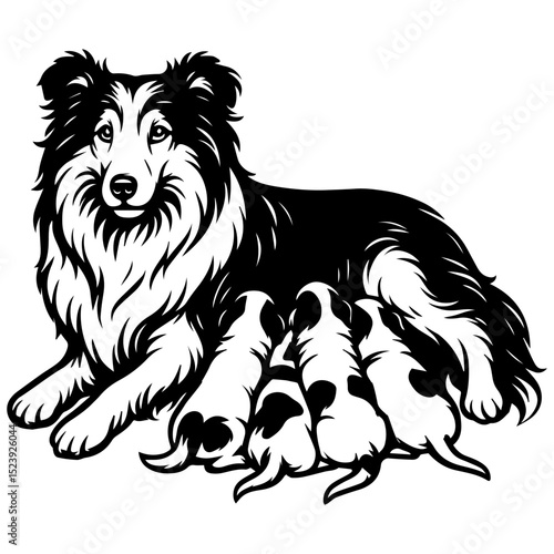 Vector illustration of a Sheltie mother dog with nursing puppies. Black and white line art style.