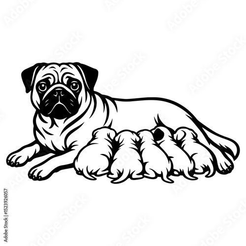 Pug dog mom. Vector illustration of a pug mother dog with her puppies. Black and white line art style