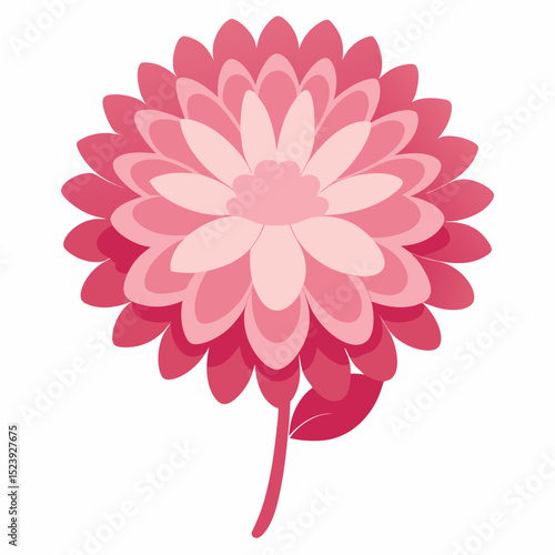  reflex chrysanthemum white background