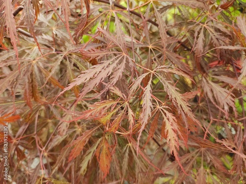 Acer palmatum var. dissectum 'Inaba-shidare'