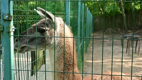 Close-Up of Guanaco Chewing Cud at the Zoo
