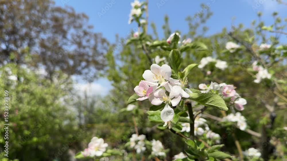White Flowers of Cherry Blossom on a Cherry Tree Branch Close up. White Petals of a Cherry Flower. High quality 4k footage White Flowers of Cherry Blossom on a Cherry Tree Branch Close up. White Petals of a Cherry Flower. High quality 4k footage