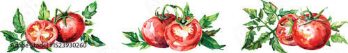 Tomatoes Watercolor Vector Illustration on White Background.