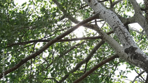 the sunlight shining through the branches.
