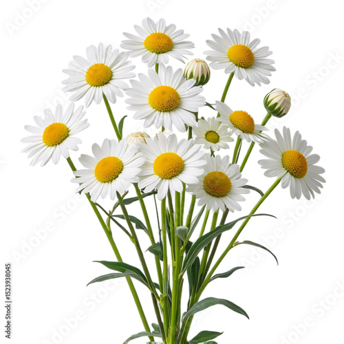 Rustic bouquet of chamomile flowers
