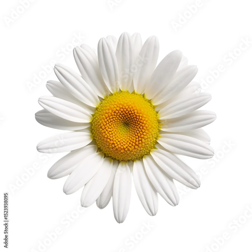 Single daisy flower on a transparent background