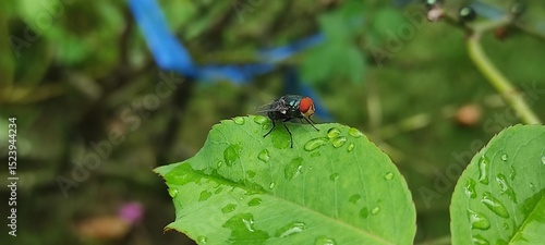 Obraz na plátne fly on leaf, Chrysomya megacephala, more commonly known as the oriental latrine fly or oriental blue fly